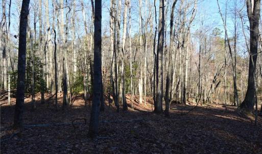 Photo #4 of 1344-1540 NC Highway 89, Danbury, NC 219.0 acres