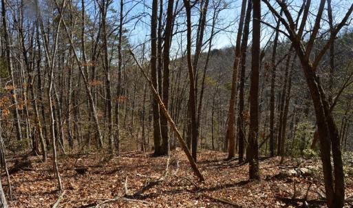 Photo #21 of 1344-1540 NC Highway 89, Danbury, NC 219.0 acres