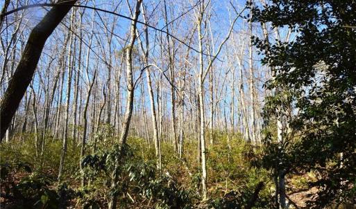 Photo #3 of 1010-1372 Hanging Rock Park, Danbury, NC 118.0 acres