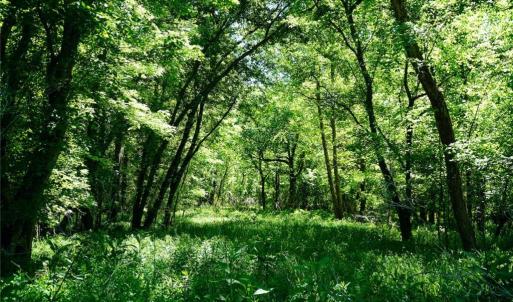 Photo #24 of 48.48 Acres Valley, Winston-Salem, NC 48.5 acres