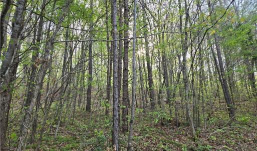 Photo #11 of Hoover Hill, Asheboro, NC 26.6 acres