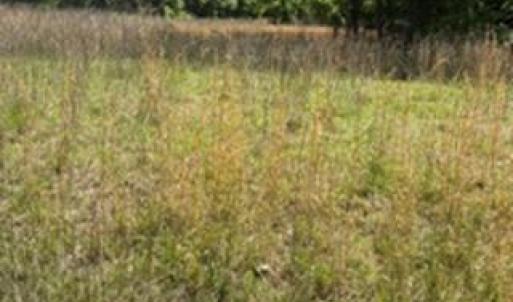 Photo #15 of 4275 Grubbs, Walkertown, NC 65.0 acres