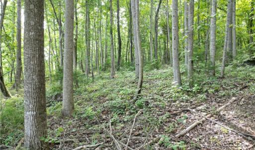 Photo #27 of NC Highway 49, Denton, NC 80.0 acres
