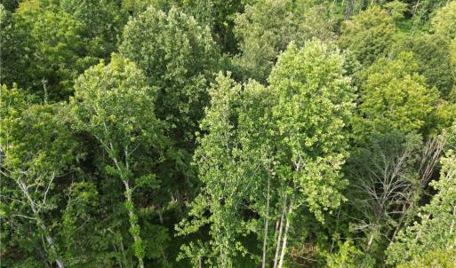 Photo #15 of NC Highway 49, Denton, NC 80.0 acres
