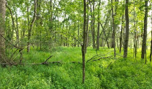 Photo #21 of NC Highway 49, Denton, NC 80.0 acres