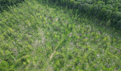 Photo #23 of NC Highway 49, Denton, NC 80.0 acres