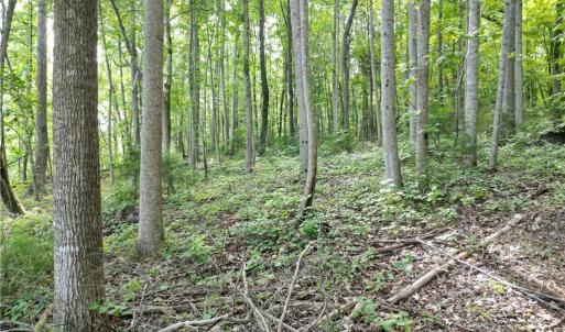 Photo #27 of NC Highway 49, Denton, NC 80.0 acres