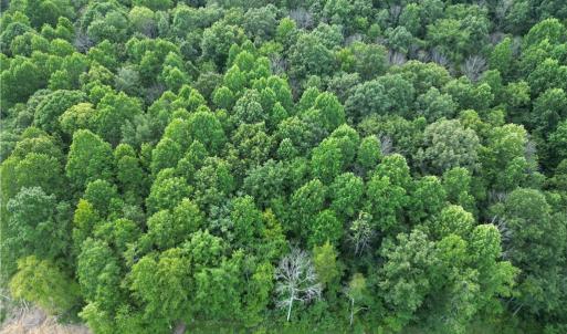 Photo #30 of NC Highway 49, Denton, NC 80.0 acres