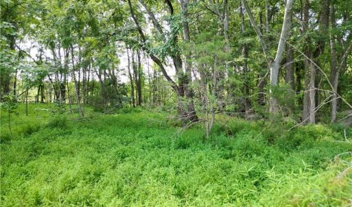 Photo #19 of NC Highway 49, Denton, NC 80.0 acres