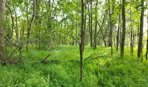 Photo #21 of NC Highway 49, Denton, NC 80.0 acres