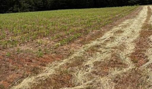 Photo #3 of 467 Crousetown, Lexington, NC 41.9 acres