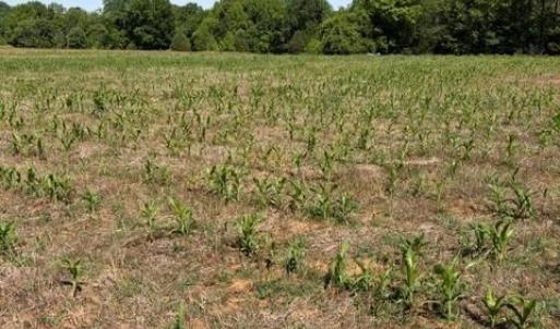 Photo #1 of 467 Crousetown, Lexington, NC 41.9 acres