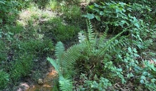 Photo #10 of 467 Crousetown, Lexington, NC 41.9 acres