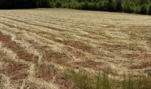 Photo #4 of 467 Crousetown, Lexington, NC 41.9 acres