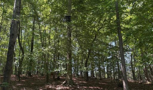 Photo #14 of Witty, Summerfield, NC 20.3 acres