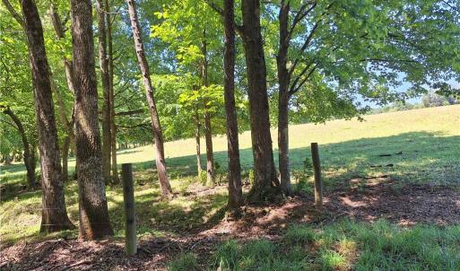 Photo #26 of Burgess Cattle, Ramseur, NC 95.5 acres