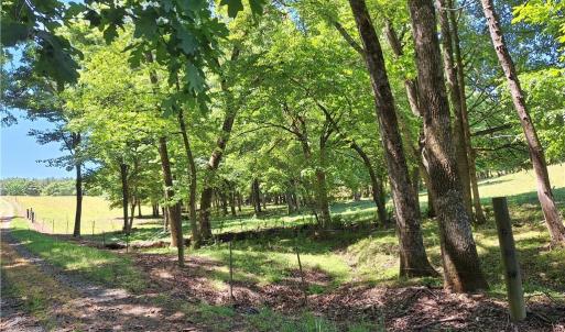 Photo #25 of Burgess Cattle, Ramseur, NC 95.5 acres