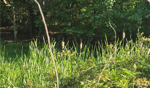 Cattails coming out of the creek