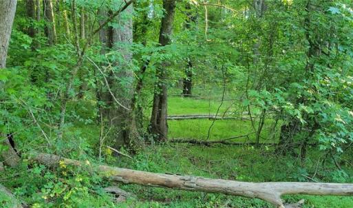 Photo #7 of 217 Cedar Ridge, Randleman, NC 6.1 acres