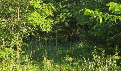 If you can see the Cattails..this is where the "creek" is located