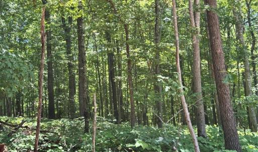 Photo #14 of 808 Neely, Asheboro, NC 53.6 acres