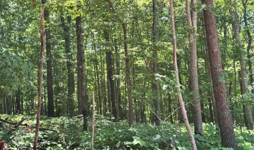 Photo #12 of 808 Neely, Asheboro, NC 53.6 acres