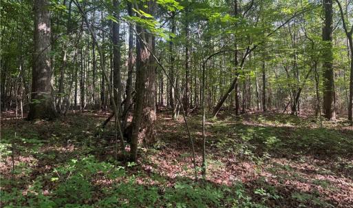 Photo #3 of Tract 2 Dover Church, Seagrove, NC 10.0 acres