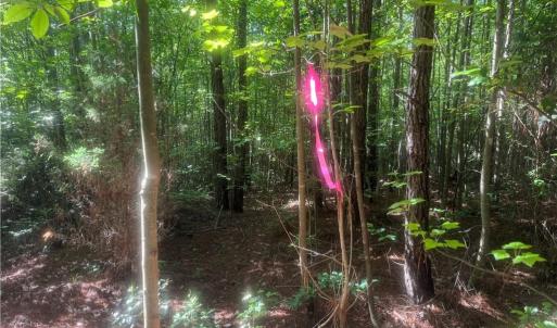 Photo #4 of Tract 5 Dover Church, Seagrove, NC 51.5 acres