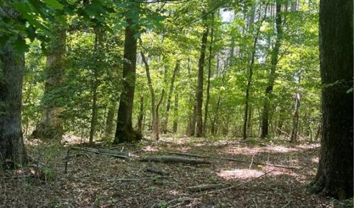 Photo #1 of Palmer, Westfield, NC 12.4 acres