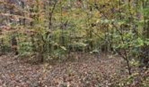 Photo #5 of Aladdin, Pfafftown, NC 20.1 acres