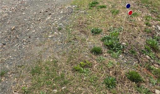 Photo #4 of 9079 NC Highway 109, Wallburg, NC 1.0 acres