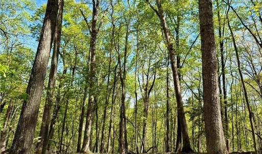 Photo #13 of 3313 NC Highway 66, Westfield, NC 71.0 acres