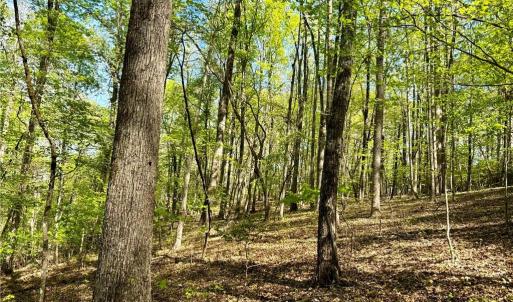 Photo #17 of 3313 NC Highway 66, Westfield, NC 71.0 acres