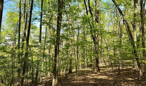 Photo #16 of 3313 NC Highway 66, Westfield, NC 71.0 acres