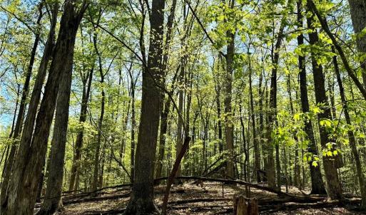Photo #12 of 3313 NC Highway 66, Westfield, NC 71.0 acres
