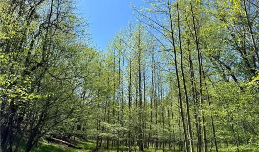 Photo #3 of 3313 NC Highway 66, Westfield, NC 71.0 acres