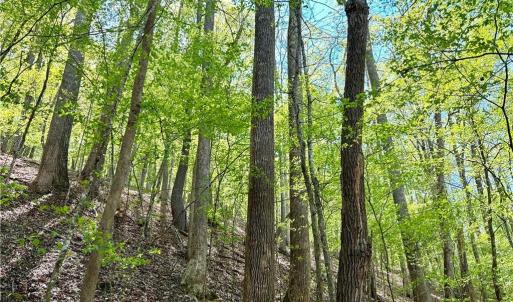 Photo #9 of 3313 NC Highway 66, Westfield, NC 71.0 acres