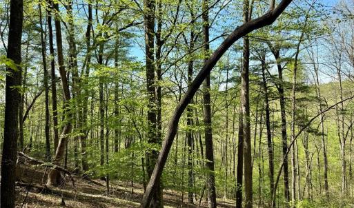 Photo #18 of 3313 NC Highway 66, Westfield, NC 71.0 acres