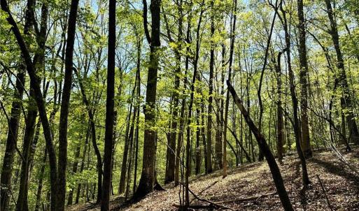 Photo #11 of 3313 NC Highway 66, Westfield, NC 71.0 acres