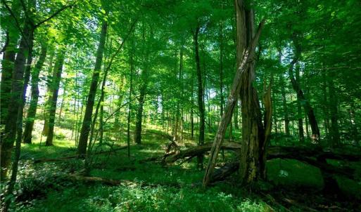 Photo #2 of Carson, Cleveland, NC 10.2 acres