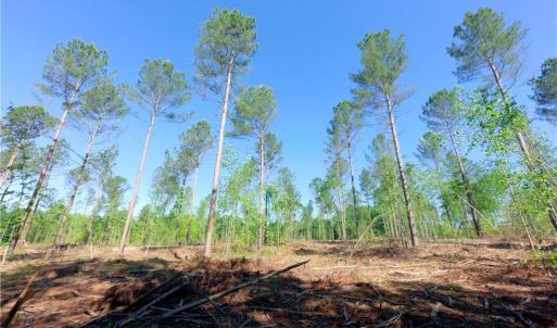 Photo #6 of Carson, Cleveland, NC 10.2 acres