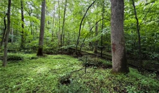 Photo #12 of 7767 Pearman Quarry, Kernersville, NC 32.1 acres