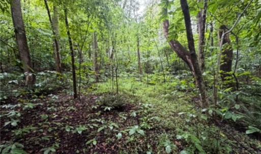 Photo #10 of 7767 Pearman Quarry, Kernersville, NC 32.1 acres