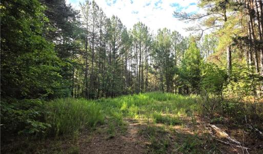 Photo #6 of xx 31.85 +-ac Hampton, Germanton, NC 31.9 acres