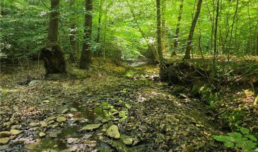 Photo #28 of xx 31.85 +-ac Hampton, Germanton, NC 31.9 acres