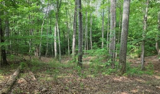 Photo #14 of xx 31.85 +-ac Hampton, Germanton, NC 31.9 acres