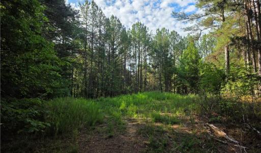Photo #21 of xx 31.85 +-ac Hampton, Germanton, NC 31.9 acres