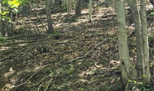 Photo #6 of Goose Creek, Ararat, VA 10.6 acres
