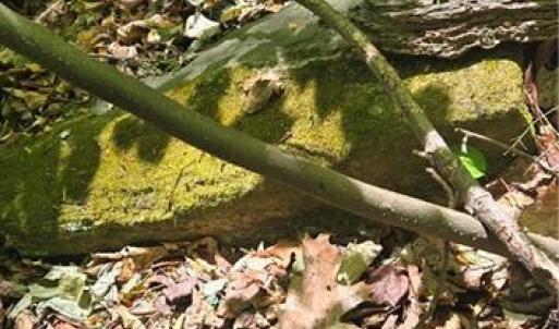 Photo #13 of Goose Creek, Ararat, VA 10.6 acres