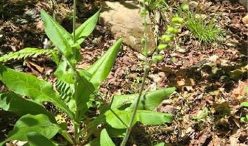 Photo #12 of Goose Creek, Ararat, VA 10.6 acres